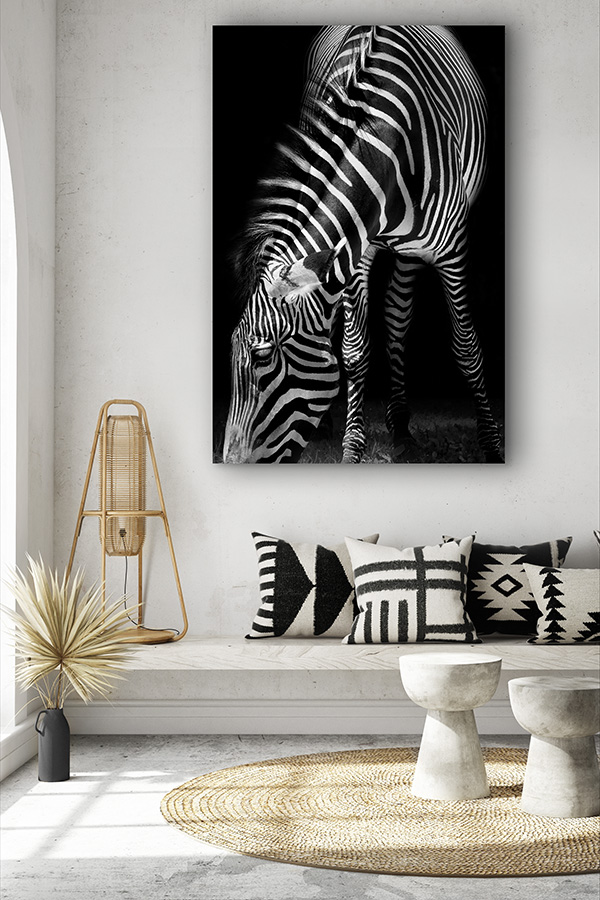 Zebra photo print by Christopher Petsos